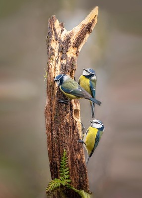 3 Pimpelmeesjes op stam 50x70CM