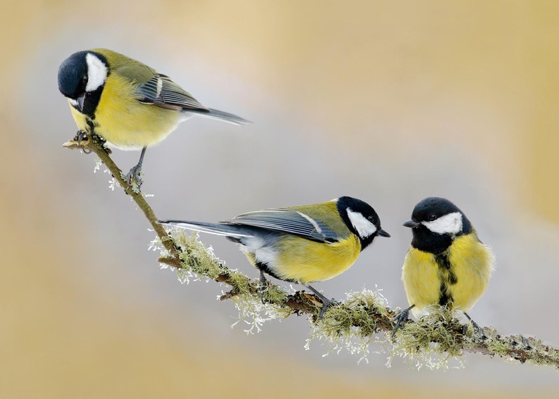 3 koolmeesjes tak 70x50CM