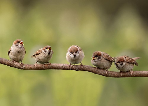 5 mussen op tak 70x50CM