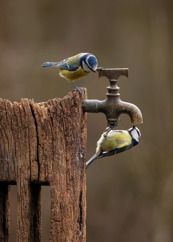 Koolmeesjes op kraan 50x70CM