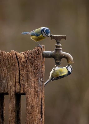 Koolmeesjes op kraan 50x70CM
