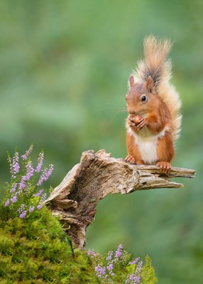 Eekhoorn groen 50x70CM