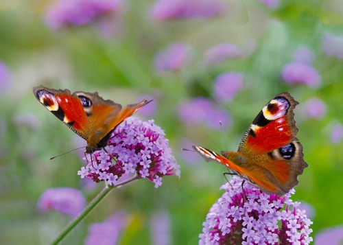 Vlinders dagpauwoog 70x50CM