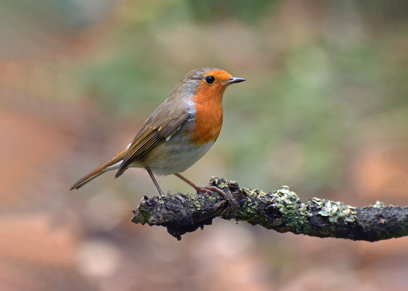 Roodborst op mostak 70x50CM